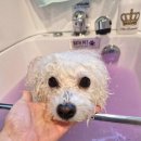 홍글몽글 이미지