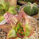 마테우스 이미지