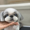 피카소 동물병원 미용 이미지