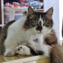 노성남 동물병원 이미지