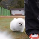 밀리언 로즈 가든 이미지