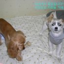 우리로또 Daum카페