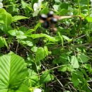 비블리아성서식물원 이미지