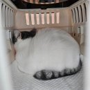 대정동물병원 이미지