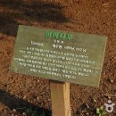 비자림의 아침 이미지