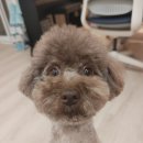 시저독 이미지