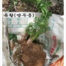 명준농장 네이버블로그