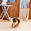 댕구르르 유치원 이미지