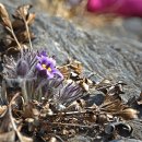 백운산, 동강, 그리고 동강할미꽃 이미지