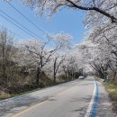 새연동진입로 | 제주도 벚꽃 여행 떠나요 명소 TOP 5 &amp; 2박3일 코스 총정리