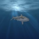 모바일신분증 발급&관리 이미지