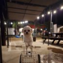 도그리썸 이미지