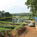 전원애견 이미지