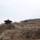 매화랜드 Daum카페