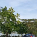 숲속의안뜰 이미지