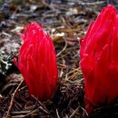 꽃봉우리 이미지