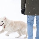 개는 뇌 건강에 좋은 친구...반려견 키우면 치매 위험 40% 낮아 이미지