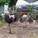 유구농장 이미지