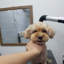 상콤 발랄 헬로퍼피 이미지