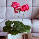 피움 | 자취뚠뚜야 창원 명서동 꽃집 꽃피움 후기 어버이날 선물 화분 성공한 파란대문 감성 꽃집