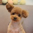 애견미용실 바비펫 이미지