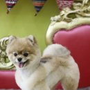 루나아트