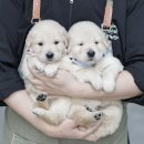 (주)골든메디컬 | 오류동강아지무료분양 골든리트리버 믿음가는 펫샵