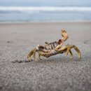 크래버 대게나라 이미지