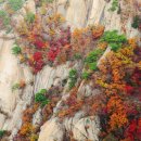 단풍세탁 이미지