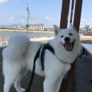 안녕, 내강아지 이미지