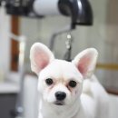 까까펫살롱 이미지