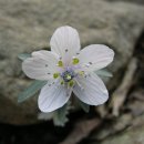 가까운 곳의 특별한 꽃 - 변산바람꽃(3/19) 이미지
