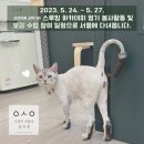 고양이미용사 임서영 이미지