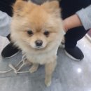 모란야구장 이미지