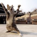 크로스핏 오늘 이미지