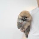 안다켄넬 이미지