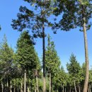 나무메디 이미지