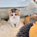 아담스펫 강아지분양 고양이분양 창원점 이미지