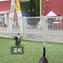 하이펫살롱 이미지