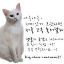 고양이 원목식탁 : 마데이라쌀롱 4구 고양이식탁 후기!
