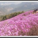 ◈제103차 정기산행 안내(천주산)◈ 이미지