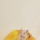 달빛 햄스터리 이미지