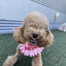 멍찌애견유치원 | daily_앙쥬 일기 :) 멍찌애견유치원에서 두 번째 맞이 하는 4살 생일!
