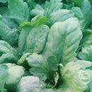 삼봉농장 이미지