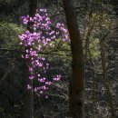 산속 진달래 / azalea in the mountains. 이미지