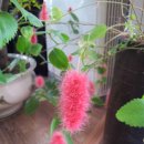 여우꼬리 이미지