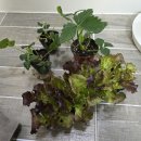 전북종묘농약사 | 오산 동탄 상추 딸기 모종 파는 곳 베란다 텃밭 가꾸기 (모종, 화분, 물 주는 주기, 딸기 인공수정 등)