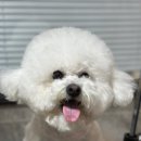 애견호텔 이미지
