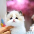 서울고양이분양 묘연 이미지