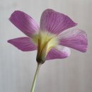 라운디드 이미지